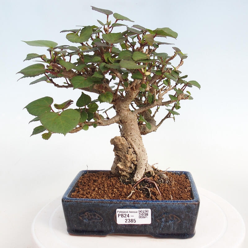 Kryte bonsai - Hibiscus tiliaceus - Hibiscus lipa, morze