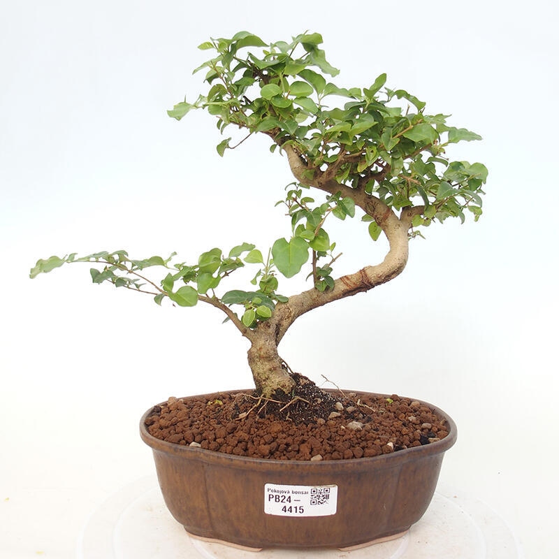 Kryte bonsai - Ligustrum chinensis - widok z lotu ptaka