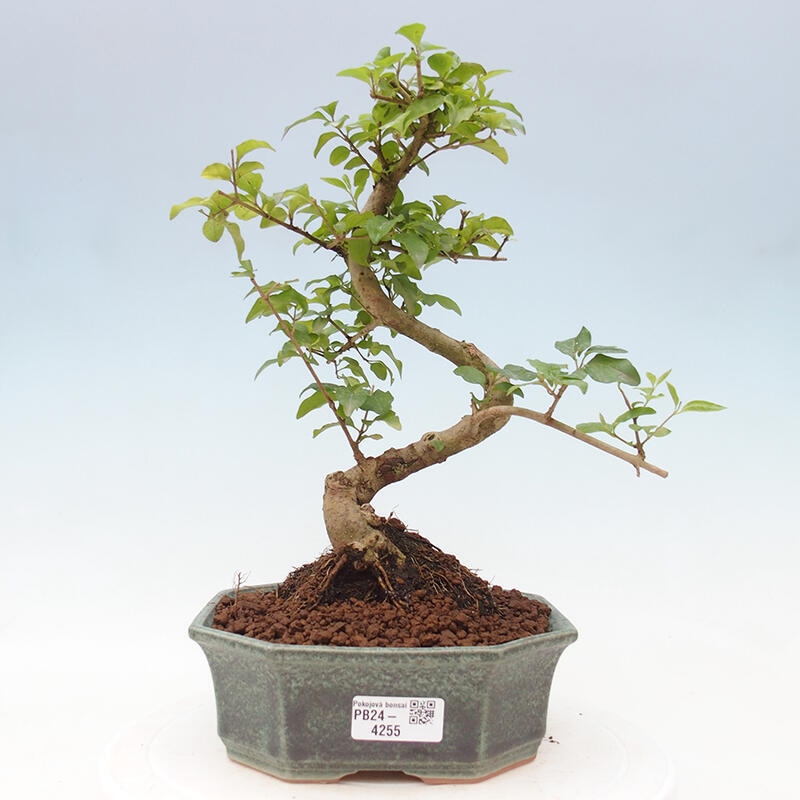 Kryte bonsai - Ligustrum chinensis - widok z lotu ptaka