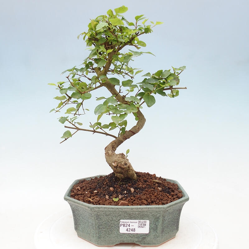 Kryte bonsai - Ligustrum chinensis - widok z lotu ptaka