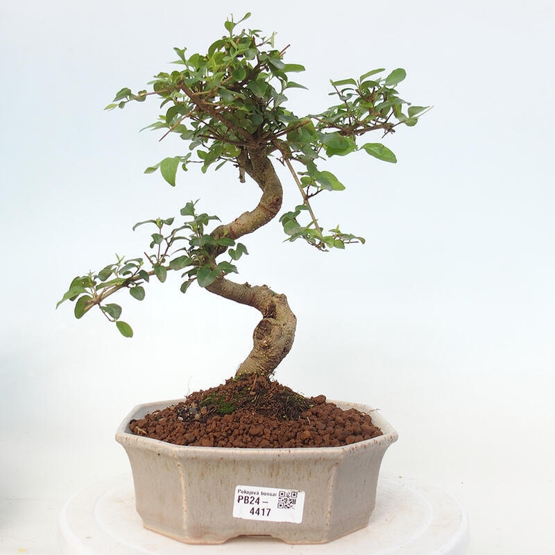 Kryte bonsai - Ligustrum chinensis - widok z lotu ptaka