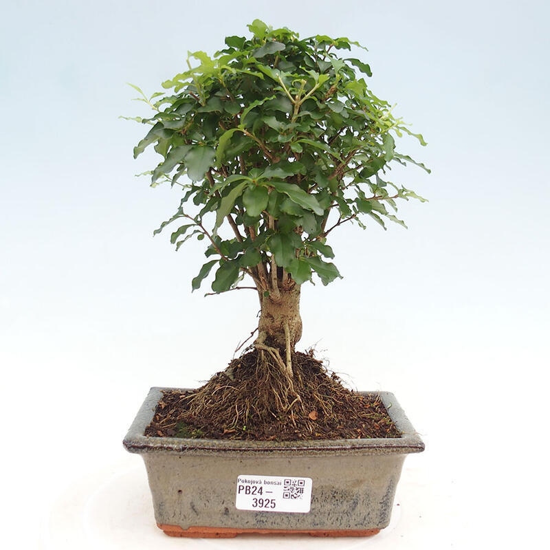 Kryte bonsai - Ligustrum chinensis - widok z lotu ptaka