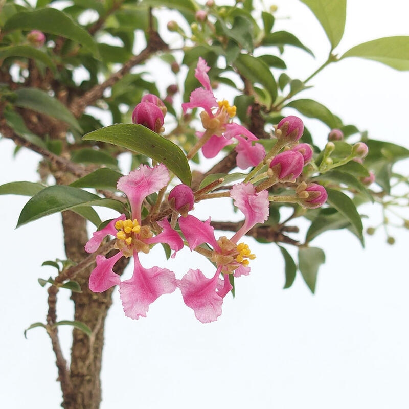 Bonsai pokojowe - Malpighia coccigera - Wiśnia Barbdorska