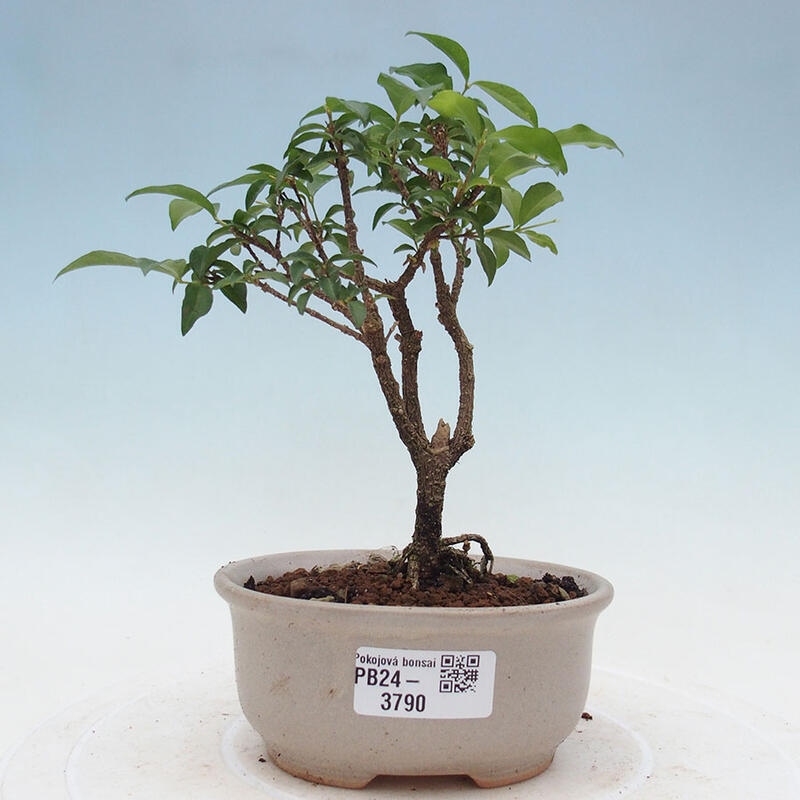 Bonsai pokojowe - Malpighia coccigera - Wiśnia Barbdorska