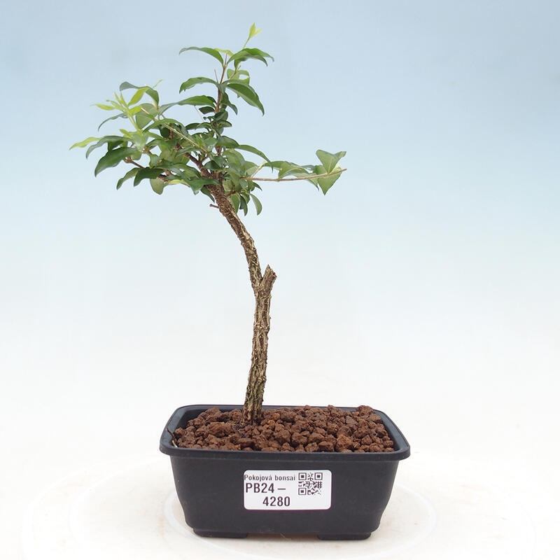 Bonsai pokojowe - Malpighia coccigera - Wiśnia Barbdorska