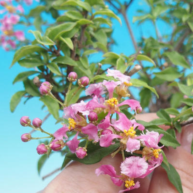 Bonsai pokojowe - Malpighia coccigera - Wiśnia Barbdorska