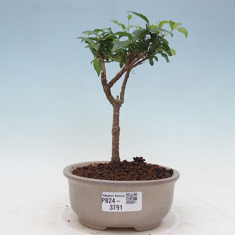 Bonsai pokojowe - Malpighia coccigera - Wiśnia Barbdorska