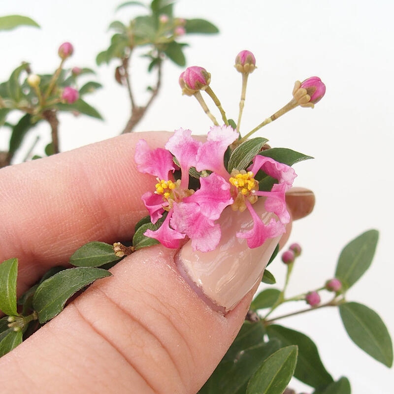 Bonsai pokojowe - Malpighia coccigera - Wiśnia Barbdorska