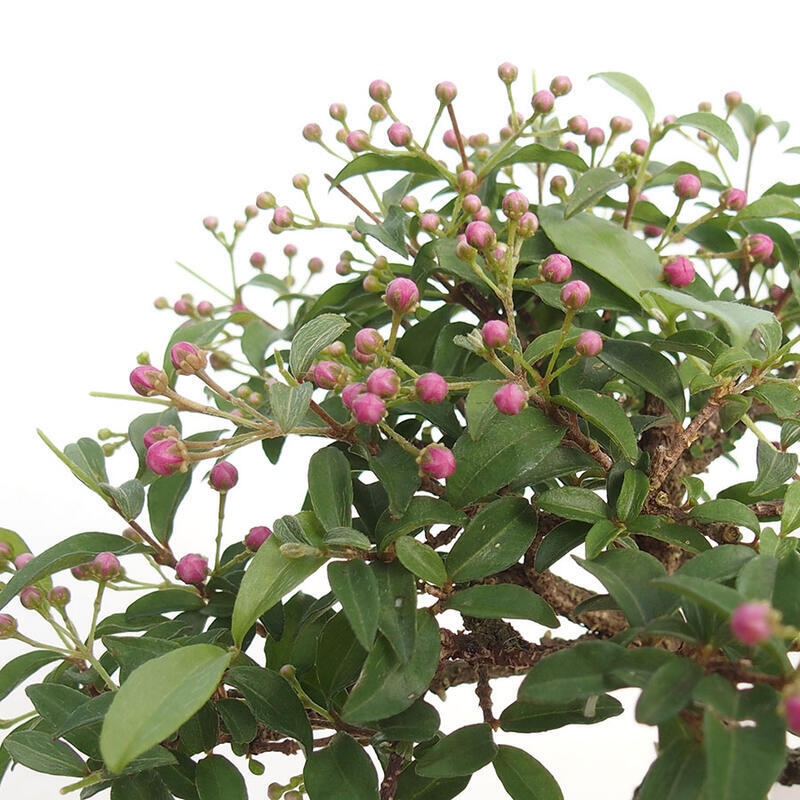 Bonsai pokojowe - Malpighia coccigera - Wiśnia Barbdorska