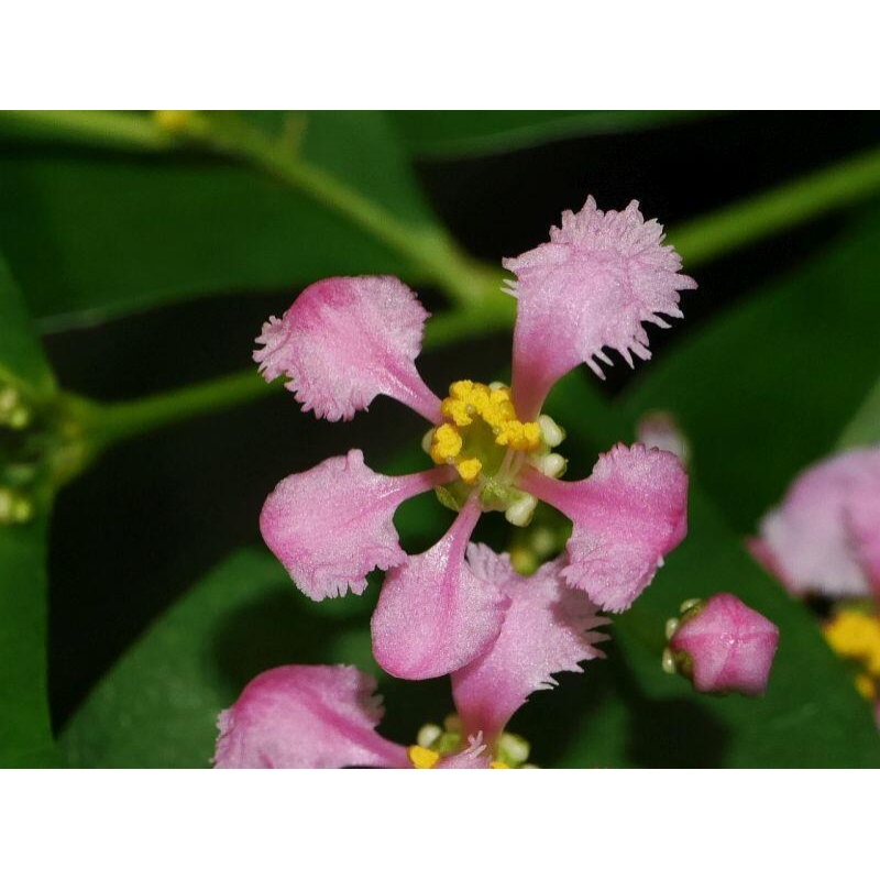 Bonsai pokojowe - Wiśnia Malpighia Barbados - Malpighia glabra L.