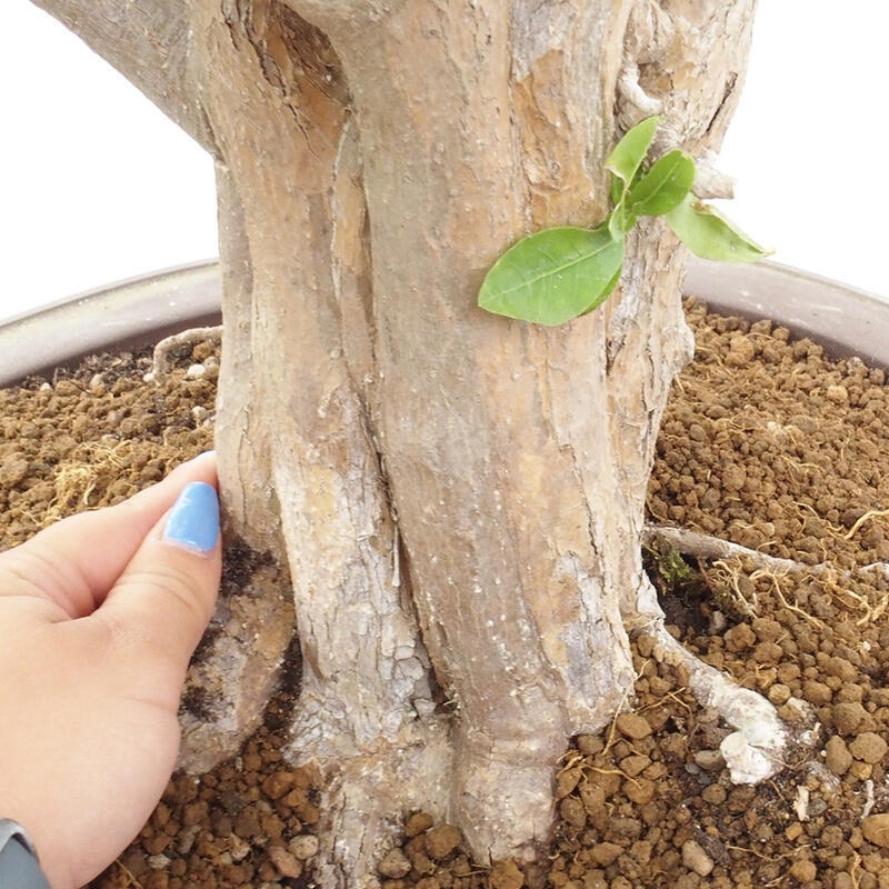 Bonsai pokojowe - Wiśnia Malpighia Barbados - Malpighia glabra L.