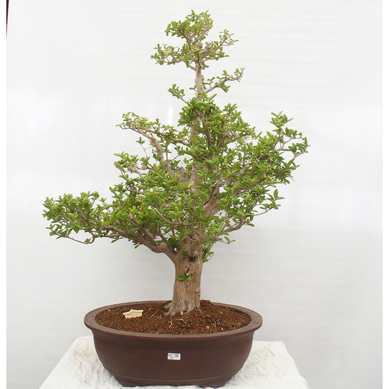 Bonsai pokojowe - Wiśnia Malpighia Barbados - Malpighia glabra L.