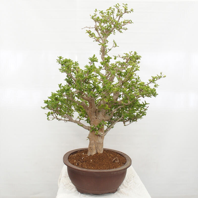 Bonsai pokojowe - Wiśnia Malpighia Barbados - Malpighia glabra L.