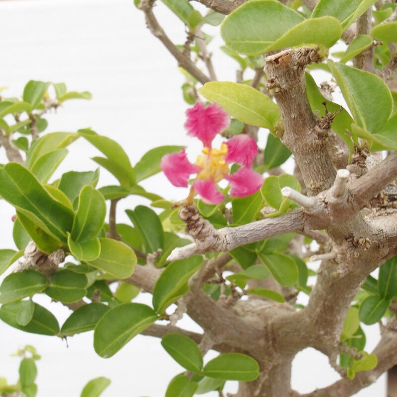 Bonsai pokojowe - Wiśnia Malpighia Barbados - Malpighia glabra L.