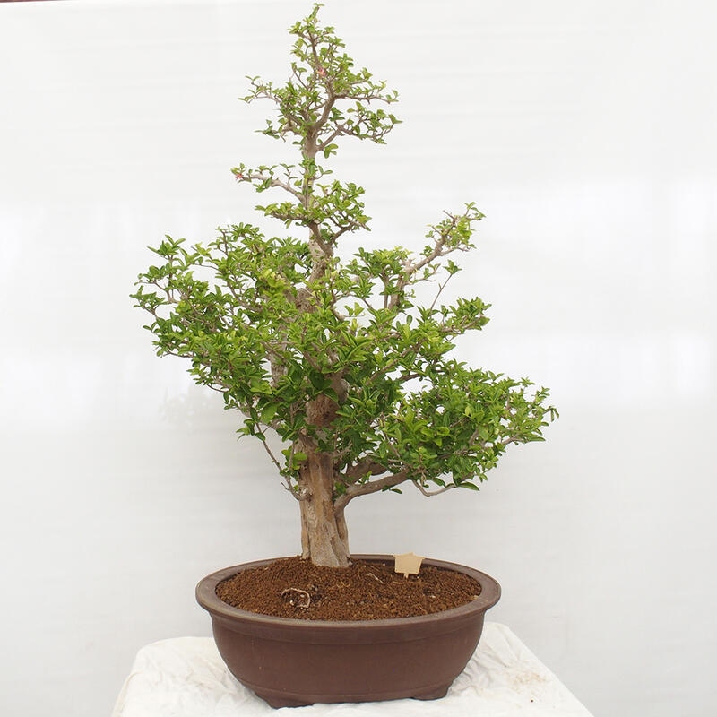 Bonsai pokojowe - Wiśnia Malpighia Barbados - Malpighia glabra L.