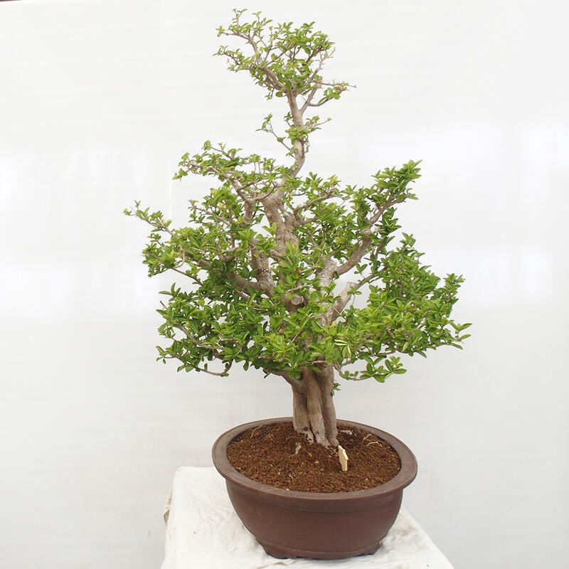 Bonsai pokojowe - Wiśnia Malpighia Barbados - Malpighia glabra L.