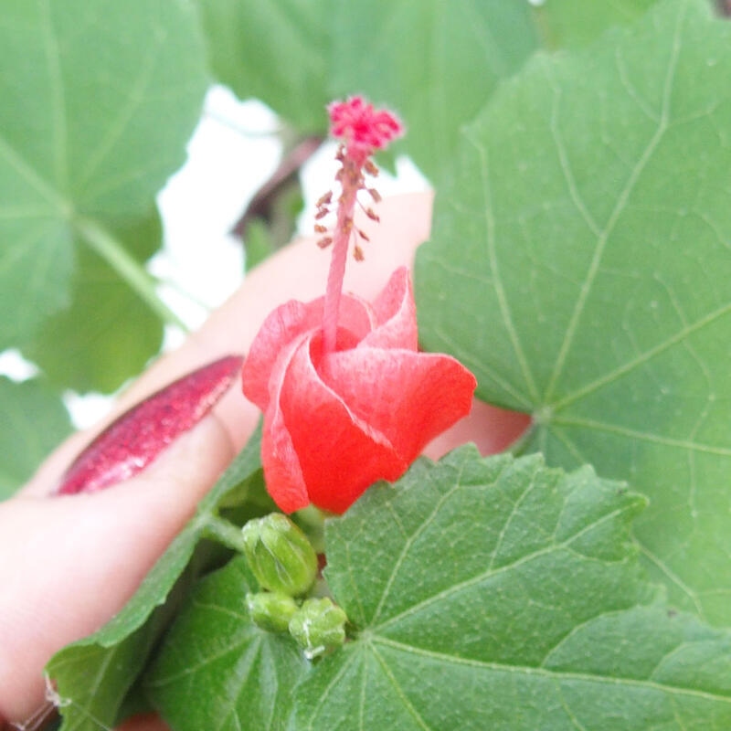 Kryte bonsai - Malvaviscus arboreus - hibiskus drzewny