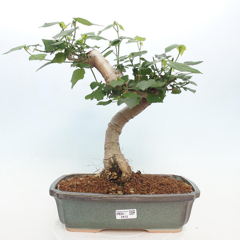 Kryte bonsai - Malvaviscus arboreus - hibiskus drzewny