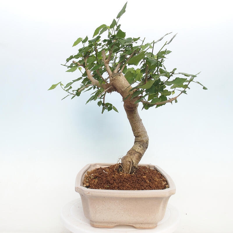 Kryte bonsai - Malvaviscus arboreus - hibiskus drzewny