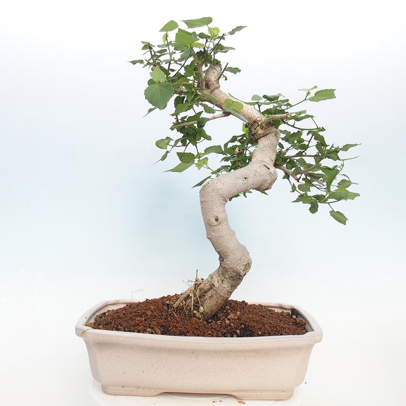 Kryte bonsai - Malvaviscus arboreus - hibiskus drzewny