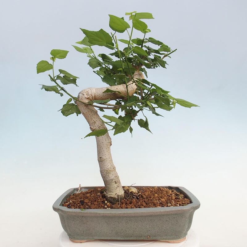 Kryte bonsai - Malvaviscus arboreus - hibiskus drzewny