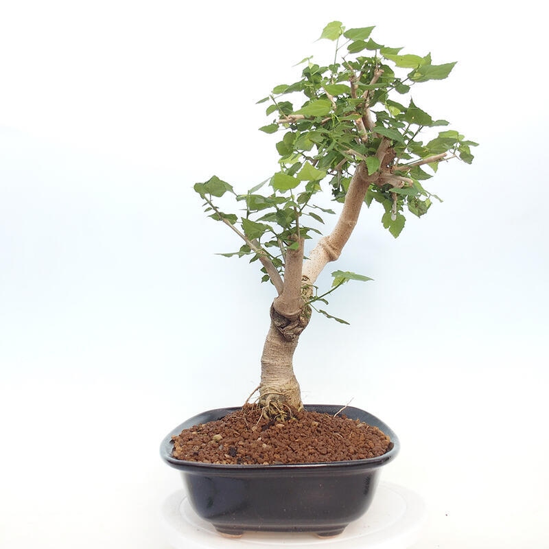 Kryte bonsai - Malvaviscus arboreus - hibiskus drzewny