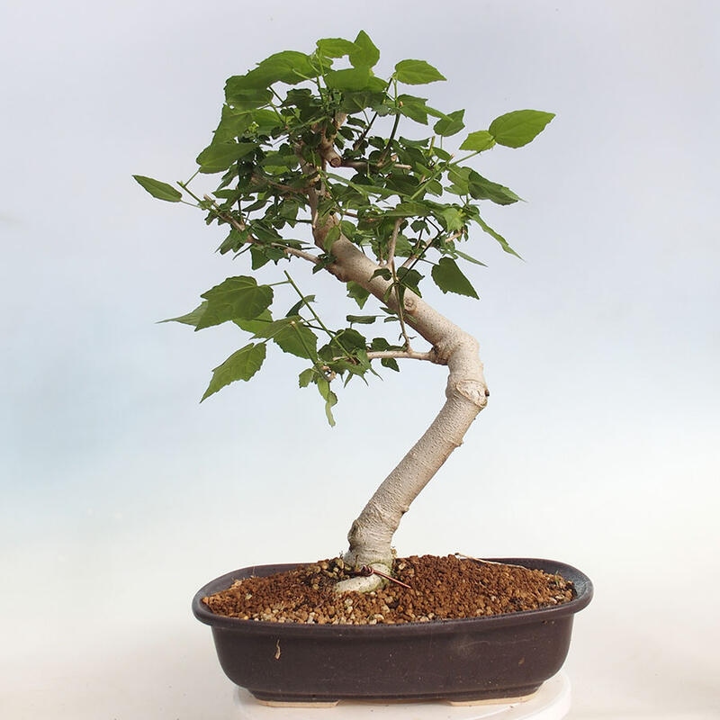 Kryte bonsai - Malvaviscus arboreus - hibiskus drzewny