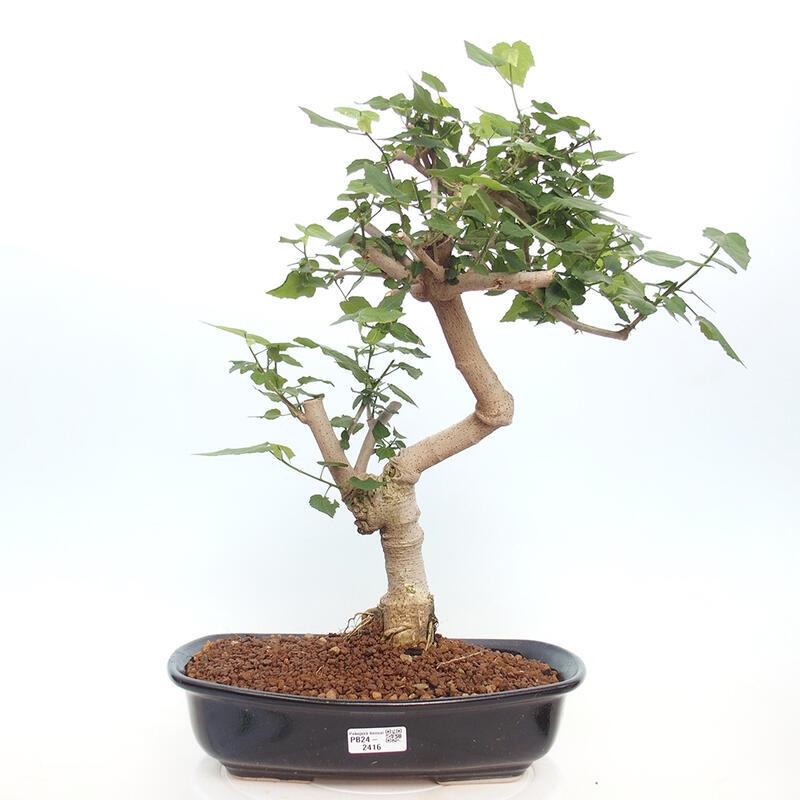 Kryte bonsai - Malvaviscus arboreus - hibiskus drzewny