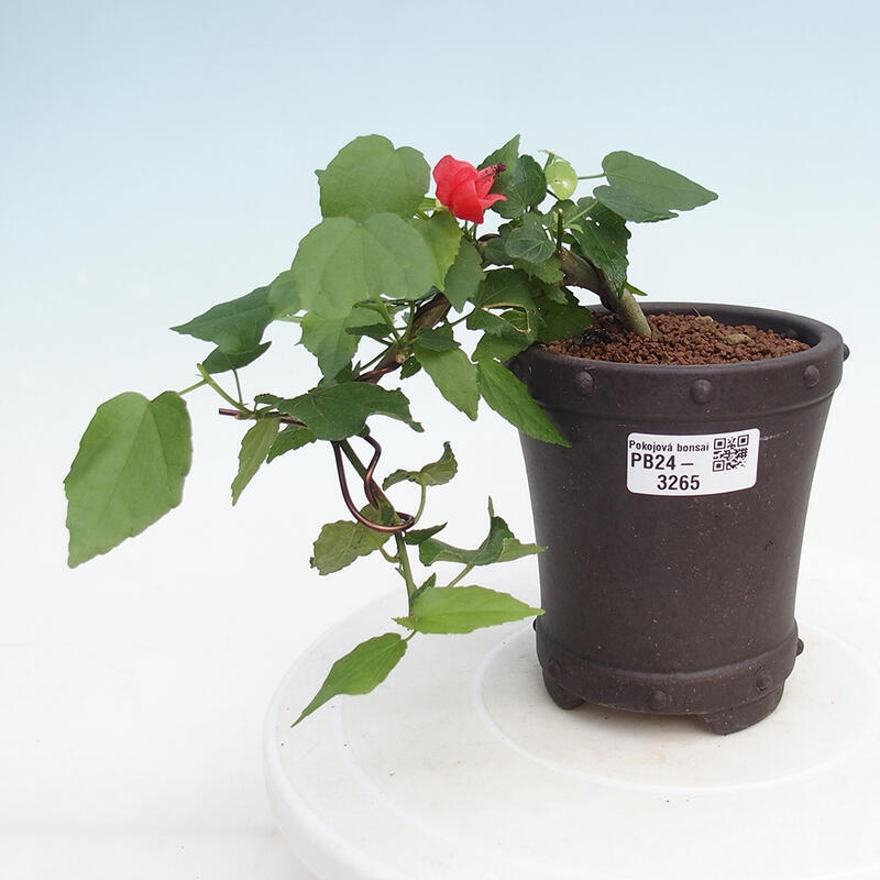 Kryte bonsai - Malvaviscus arboreus - hibiskus drzewny