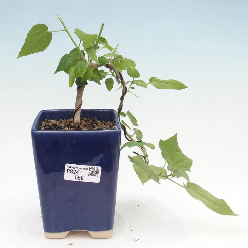 Kryte bonsai - Malvaviscus arboreus - hibiskus drzewny