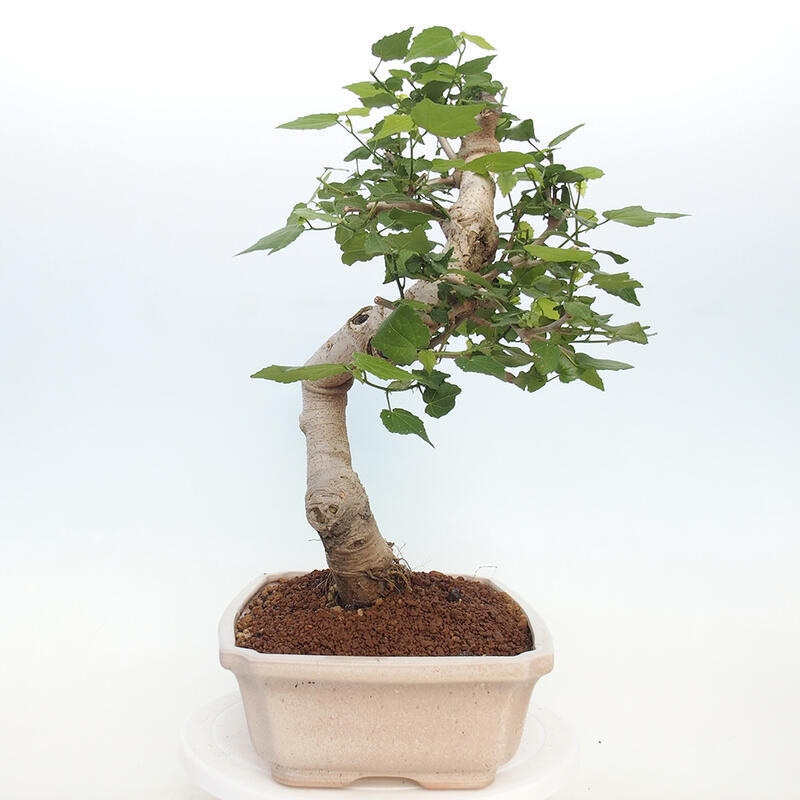 Kryte bonsai - Malvaviscus arboreus - hibiskus drzewny