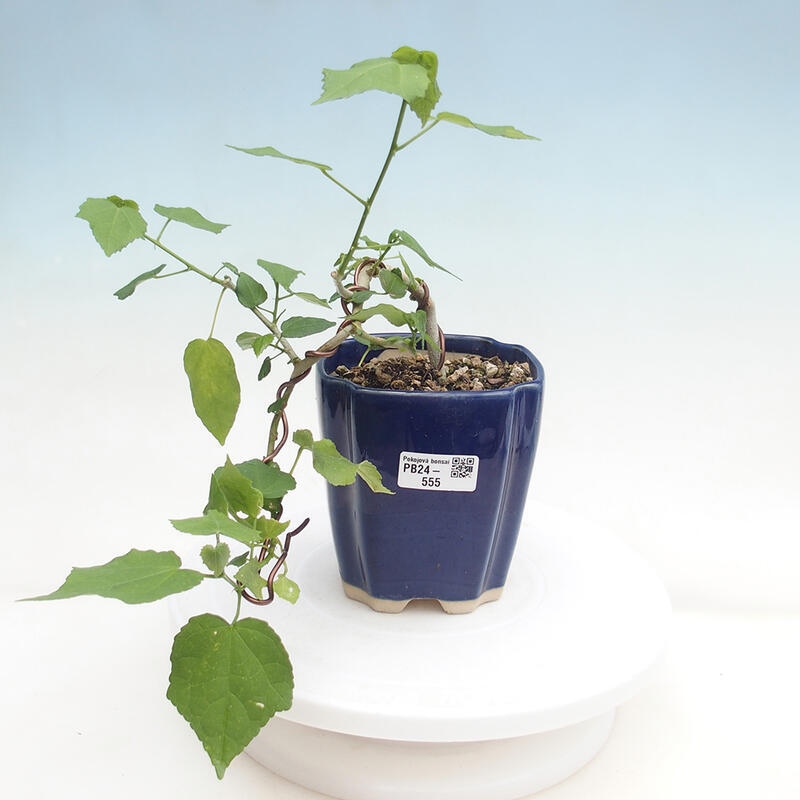 Kryte bonsai - Malvaviscus arboreus - hibiskus drzewny