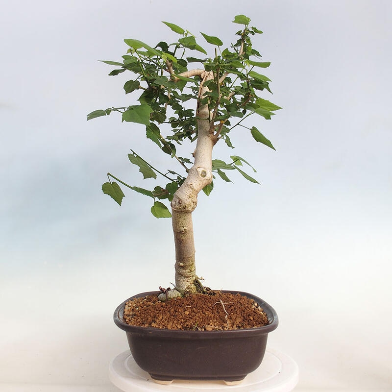 Kryte bonsai - Malvaviscus arboreus - hibiskus drzewny