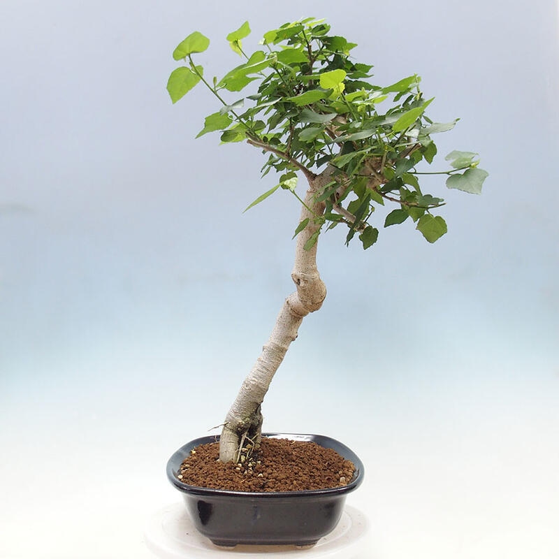 Bonsai do wnętrz - Malvaviscus arboreus - hibiskus drzewny + książka SUISEKI Gratis