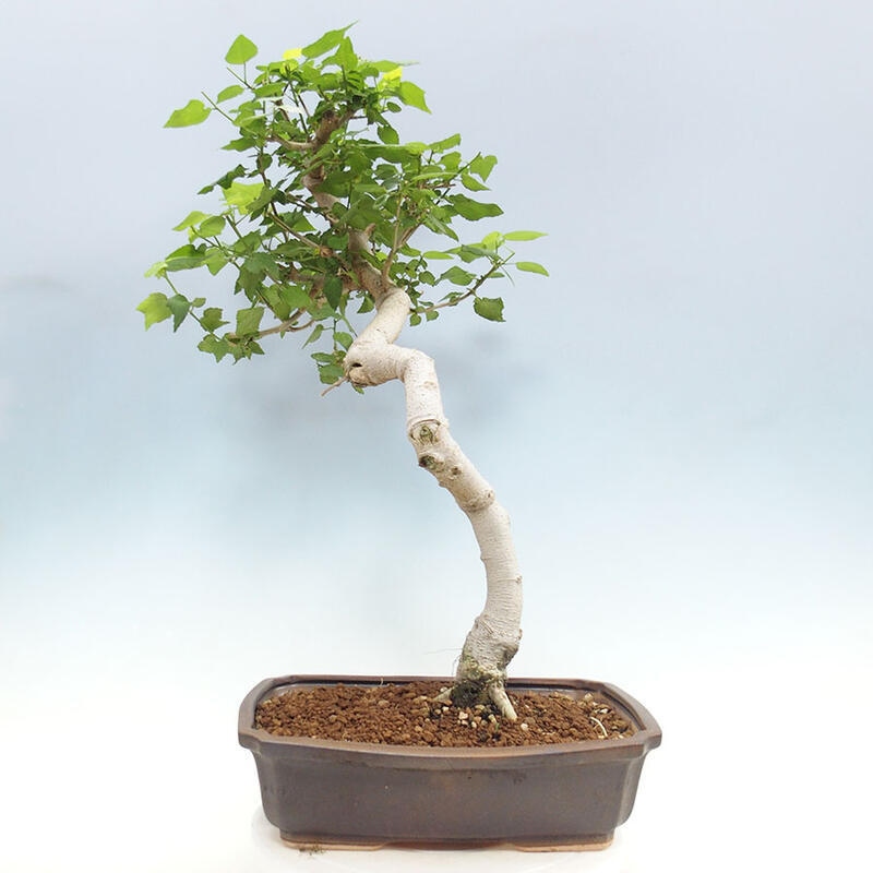 Bonsai do wnętrz - Malvaviscus arboreus - hibiskus drzewny + książka SUISEKI Gratis