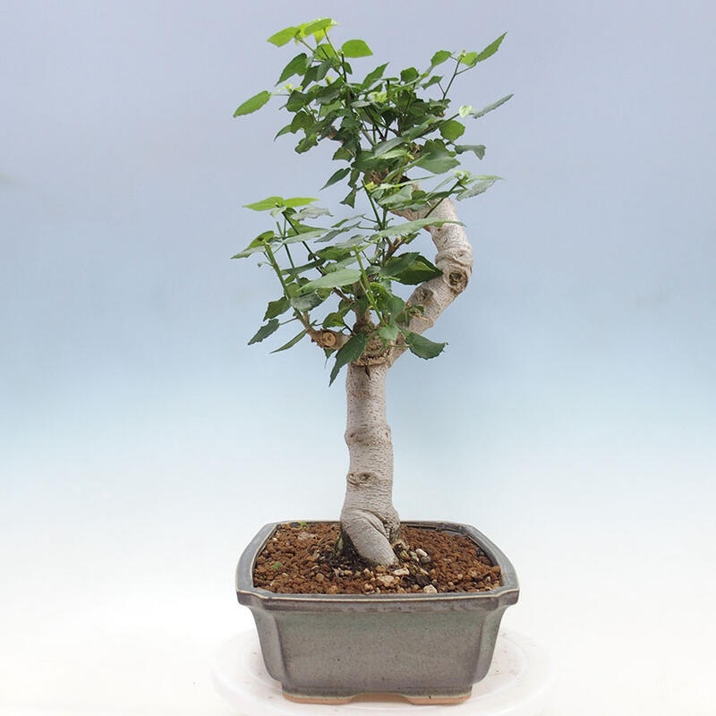 Bonsai do wnętrz - Malvaviscus arboreus - hibiskus drzewny + książka SUISEKI Gratis