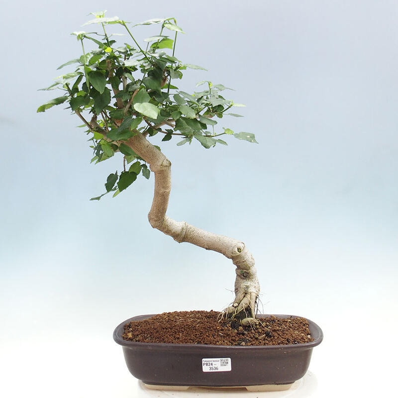 Bonsai do wnętrz - Malvaviscus arboreus - hibiskus drzewny + książka SUISEKI Gratis