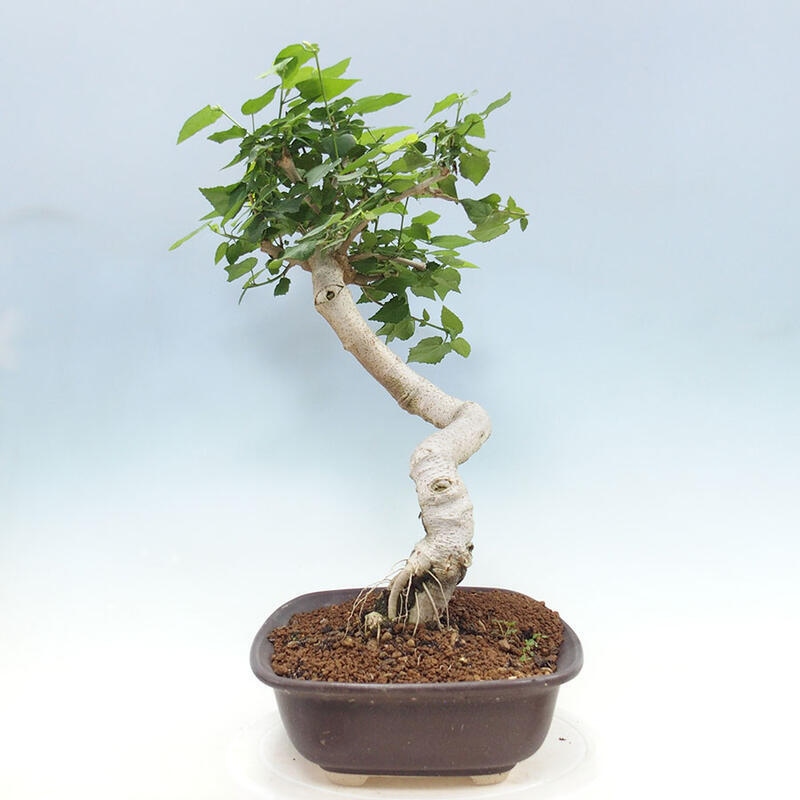 Bonsai do wnętrz - Malvaviscus arboreus - hibiskus drzewny + książka SUISEKI Gratis