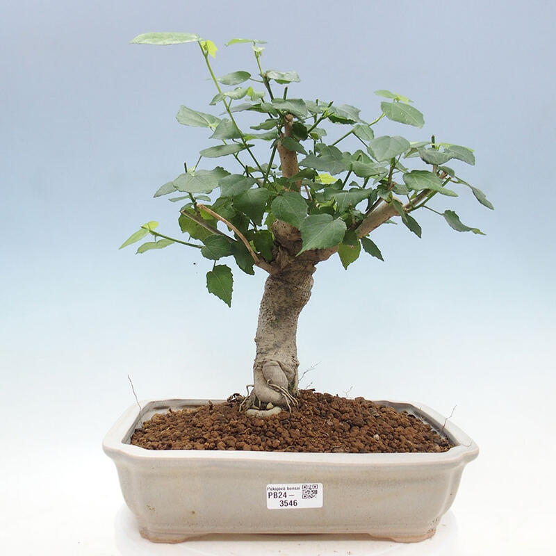 Bonsai do wnętrz - Malvaviscus arboreus - hibiskus drzewny + książka SUISEKI Gratis