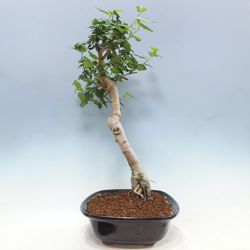 Bonsai do wnętrz - Malvaviscus arboreus - hibiskus drzewny + książka SUISEKI Gratis