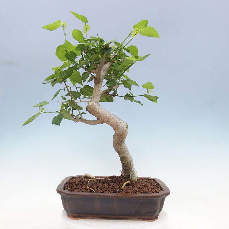 Bonsai do wnętrz - Malvaviscus arboreus - hibiskus drzewny + książka SUISEKI Gratis