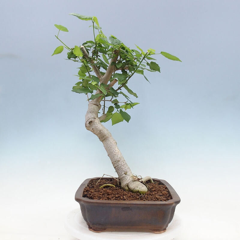 Bonsai do wnętrz - Malvaviscus arboreus - hibiskus drzewny + książka SUISEKI Gratis