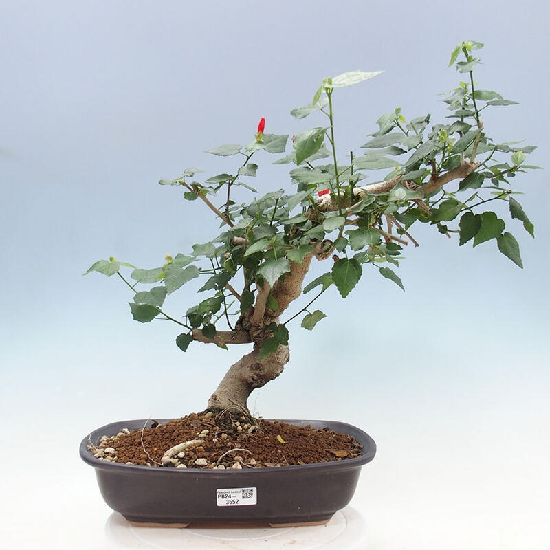 Bonsai do wnętrz - Malvaviscus arboreus - hibiskus drzewny + książka SUISEKI Gratis