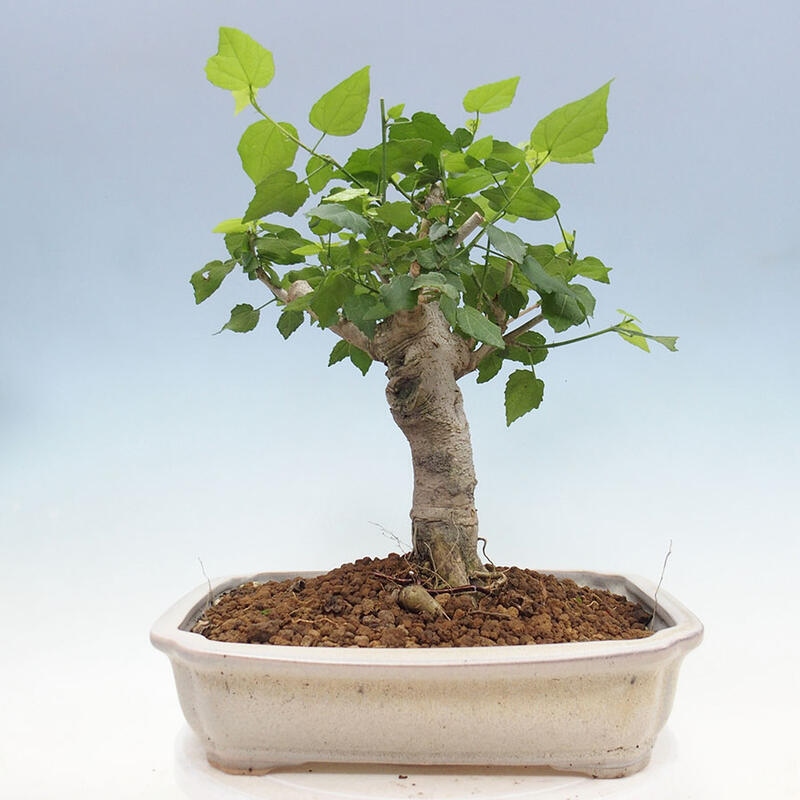 Bonsai do wnętrz - Malvaviscus arboreus - hibiskus drzewny + książka SUISEKI Gratis