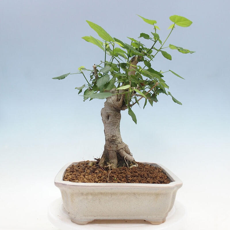 Bonsai do wnętrz - Malvaviscus arboreus - hibiskus drzewny + książka SUISEKI Gratis