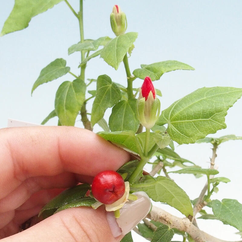 Bonsai do wnętrz - Malvaviscus arboreus - hibiskus drzewny + książka SUISEKI Gratis