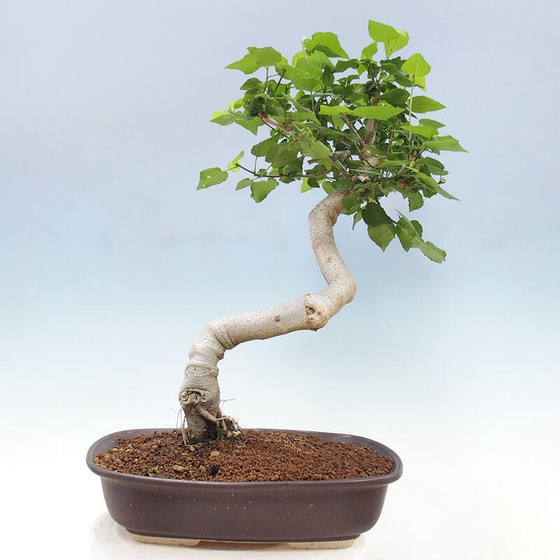 Bonsai do wnętrz - Malvaviscus arboreus - hibiskus drzewny + książka SUISEKI Gratis