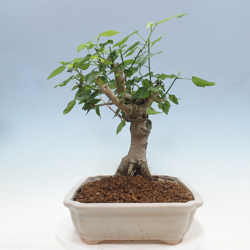 Bonsai do wnętrz - Malvaviscus arboreus - hibiskus drzewny + książka SUISEKI Gratis