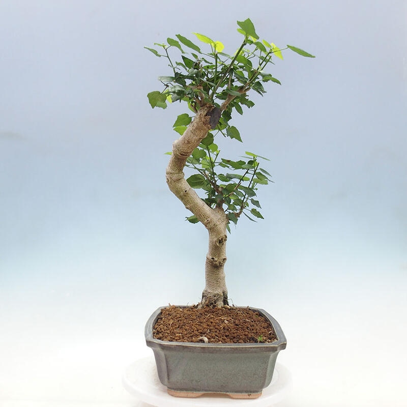 Bonsai do wnętrz - Malvaviscus arboreus - hibiskus drzewny + książka SUISEKI Gratis