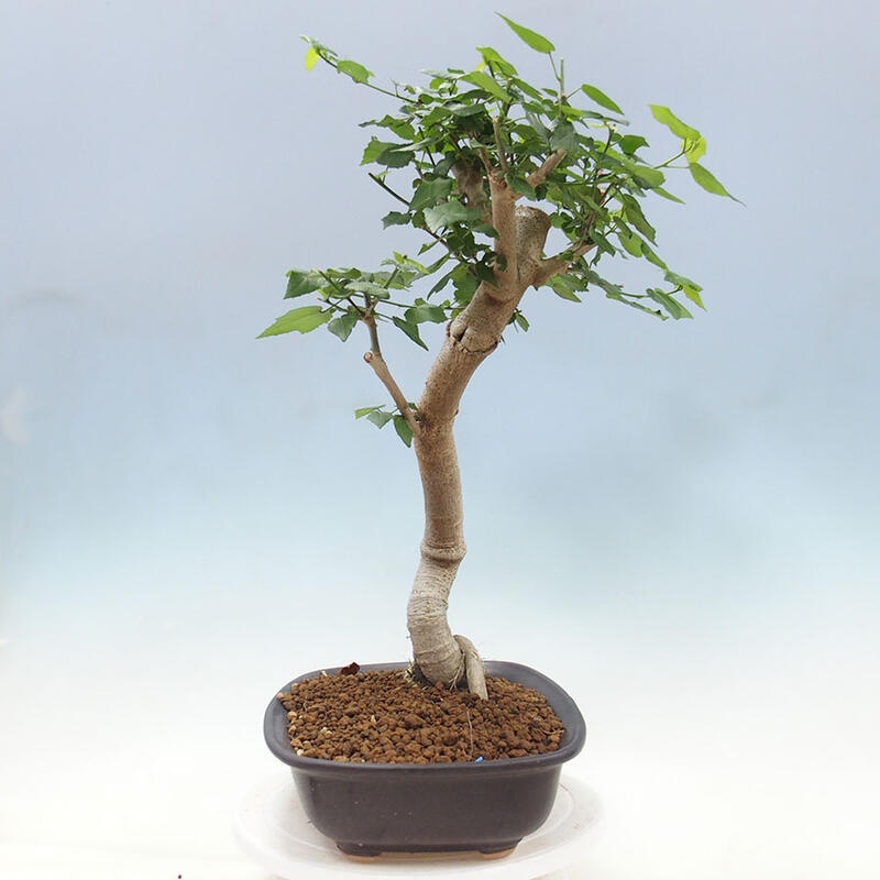 Bonsai do wnętrz - Malvaviscus arboreus - hibiskus drzewny + książka SUISEKI Gratis